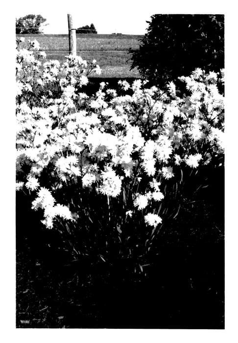 Figure 1 of US plant patent PP27495, the photograph of Lychjenpet printed in the patent.