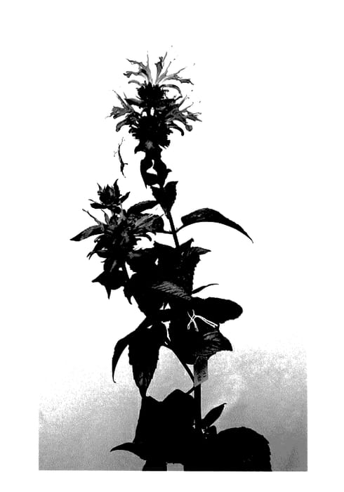 Figure 1 of US plant patent PP27496, the photograph of Allbell printed in the patent.