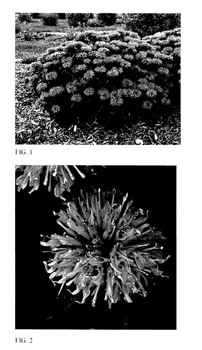 Figure 1 of US plant patent PP27497, the photograph of Bubblegum Blast printed in the patent.