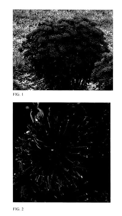 Figure 1 of US plant patent PP27498, the photograph of Grape Gumball printed in the patent.