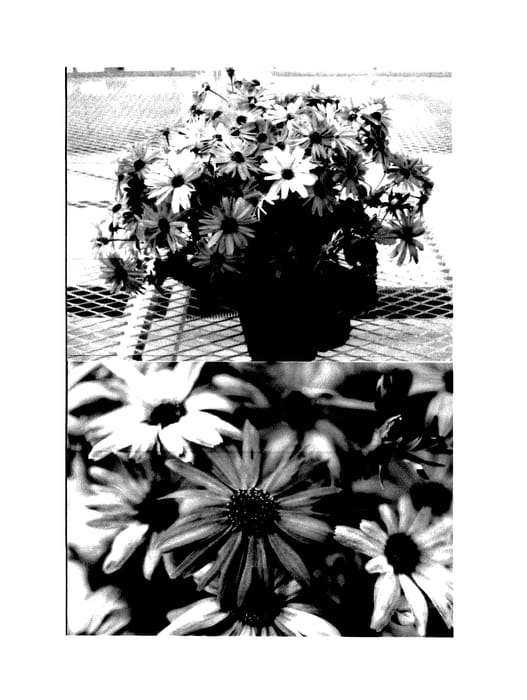 Figure 1 of US plant patent PP27501, the photograph of Sunseneslisbu printed in the patent.