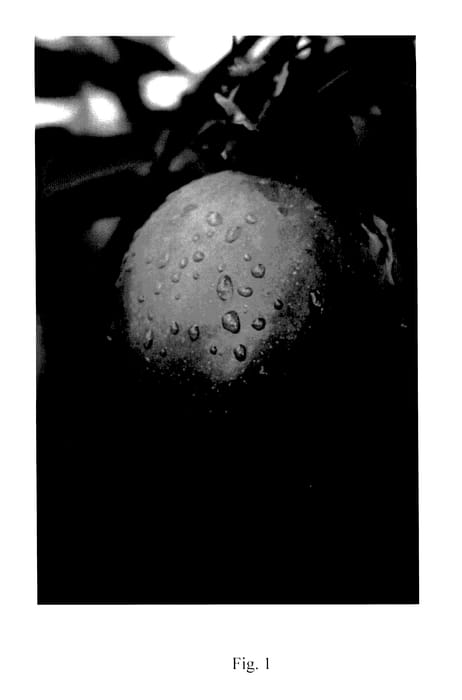 Figure 1 of US plant patent PP27502, the photograph of Luresweet printed in the patent.