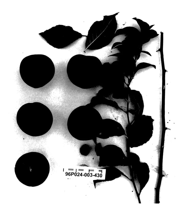 Figure 1 of US plant patent PP27503, the photograph of Suplumfortyseven printed in the patent.
