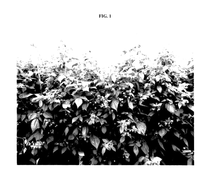 Figure 1 of US plant patent PP27504, the photograph of INTREPID printed in the patent.