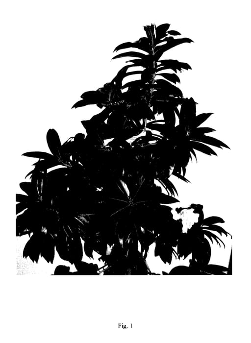 Figure 1 of US plant patent PP27505, the photograph of MonSaPaRuby printed in the patent.