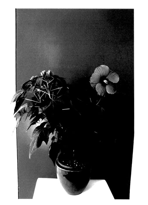 Figure 1 of US plant patent PP27507, the photograph of Extrhopin2 printed in the patent.