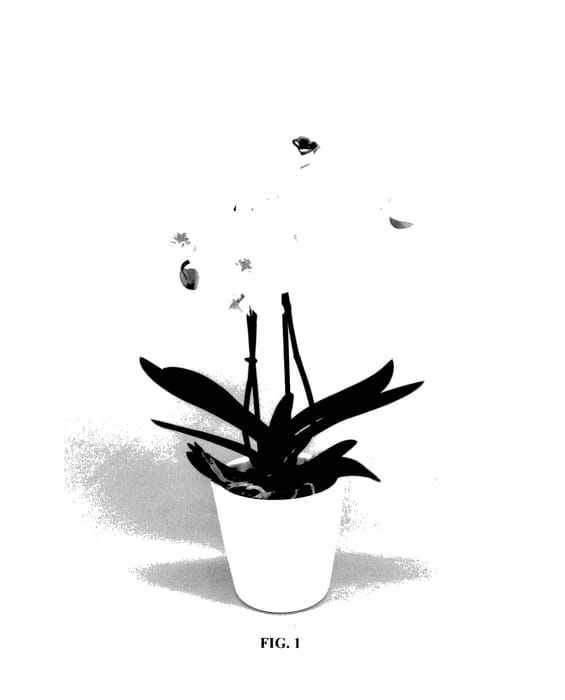 Figure 1 of US plant patent PP27508, the photograph of PHALBAPAK printed in the patent.