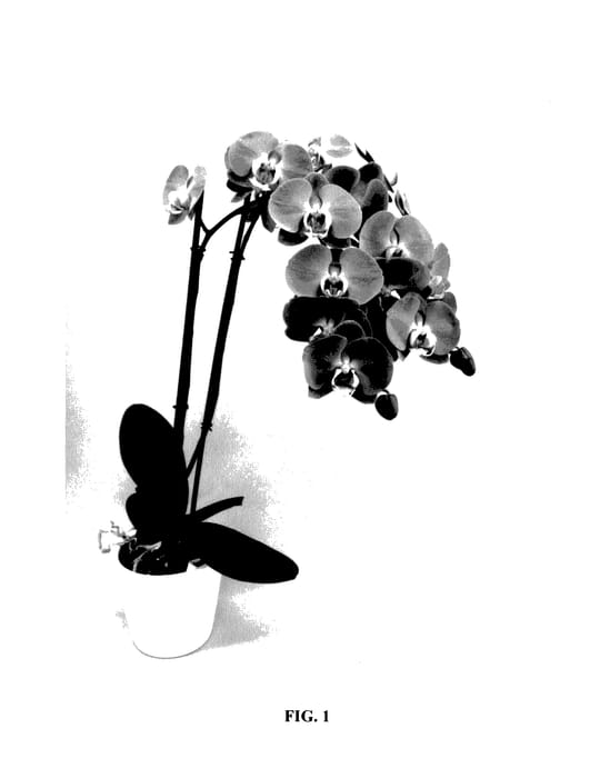 Figure 1 of US plant patent PP27509, the photograph of PHALDAPUCK printed in the patent.