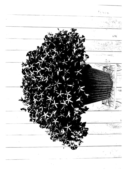 Figure 1 of US plant patent PP27510, the photograph of Sunpetu 101 printed in the patent.