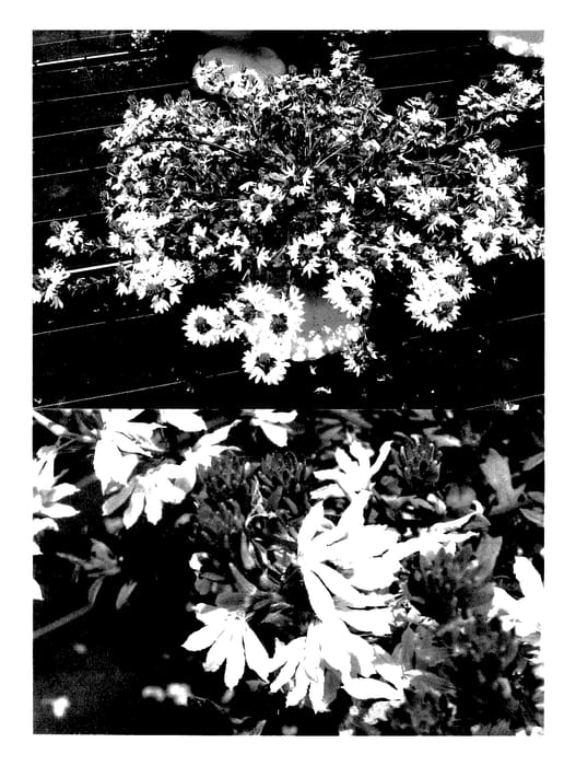 Figure 1 of US plant patent PP27511, the photograph of Bonsca 1203 printed in the patent.