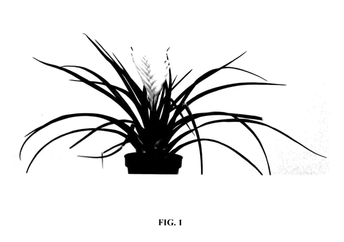 Figure 1 of US plant patent PP27512, the photograph of Biancini printed in the patent.