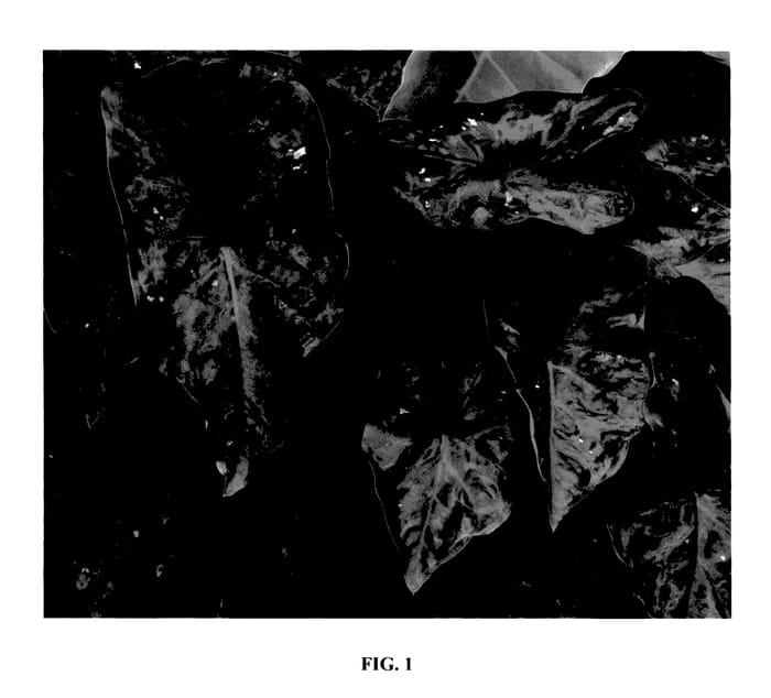 Figure 1 of US plant patent PP27513, the photograph of Poison Dart Frog printed in the patent.