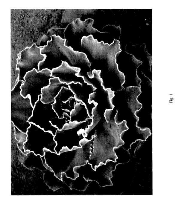 Figure 1 of US plant patent PP27514, the photograph of Sahara printed in the patent.