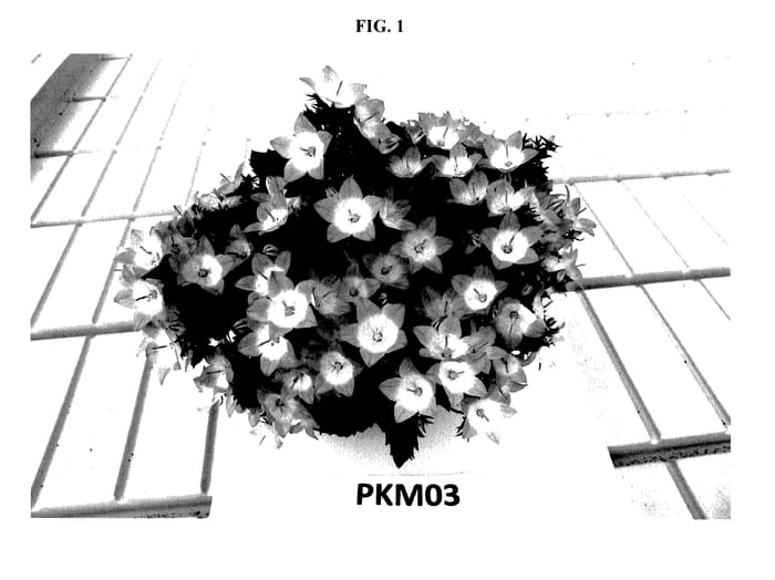 Figure 1 of US plant patent PP27516, the photograph of PKM03 printed in the patent.