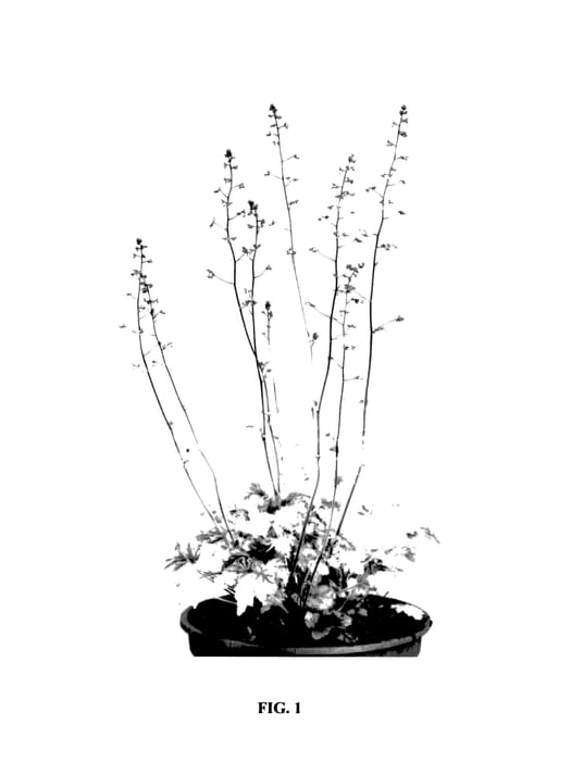 Figure 1 of US plant patent PP27517, the photograph of Picasso printed in the patent.