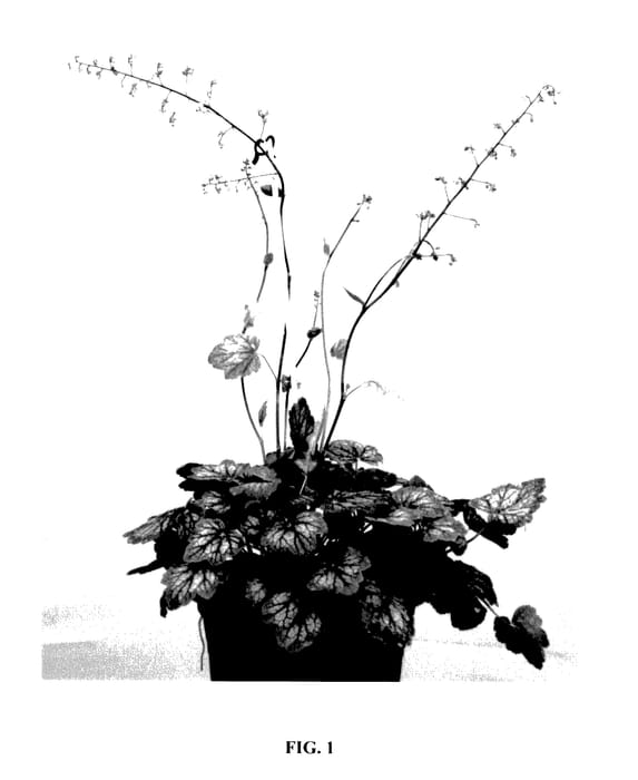 Figure 1 of US plant patent PP27518, the photograph of Fairy Dance 2 printed in the patent.