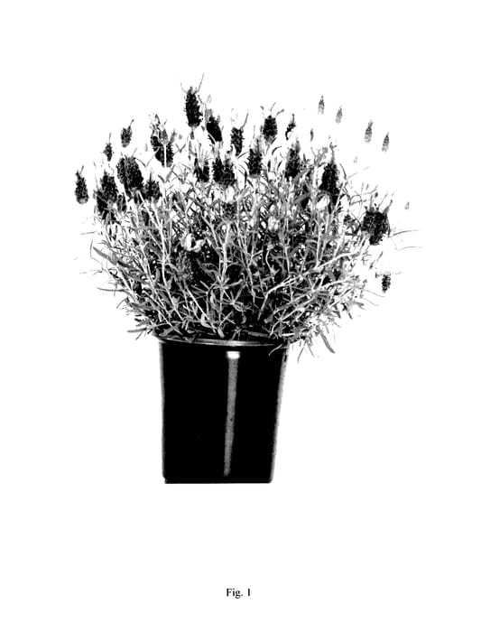 Figure 1 of US plant patent PP27519, the photograph of LMARO32-0 printed in the patent.