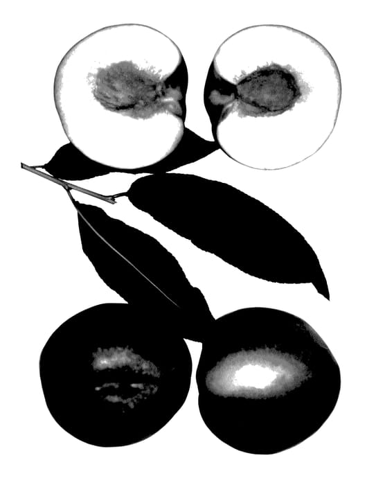 Figure 1 of US plant patent PP27520, the photograph of Polar Zee printed in the patent.