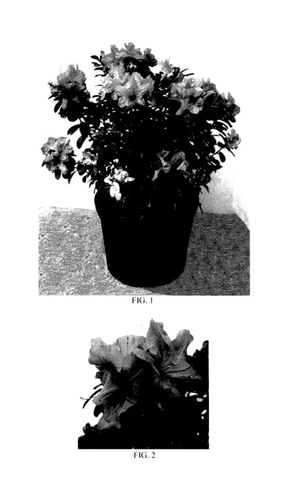 Figure 1 of US plant patent PP27521, the photograph of Lazamoropi printed in the patent.
