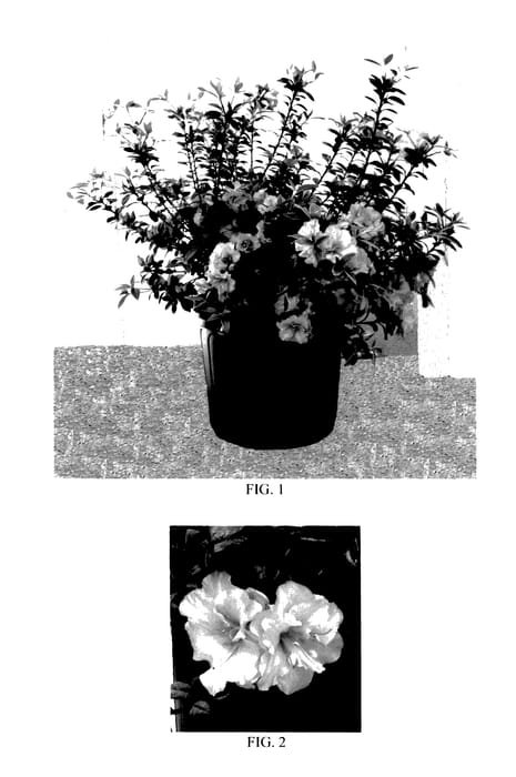 Figure 1 of US plant patent PP27522, the photograph of Lazamorink printed in the patent.