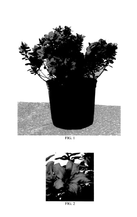 Figure 1 of US plant patent PP27523, the photograph of Lazamored printed in the patent.