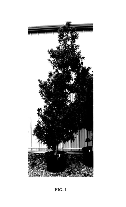 Figure 1 of US plant patent PP27524, the photograph of Screen Play printed in the patent.
