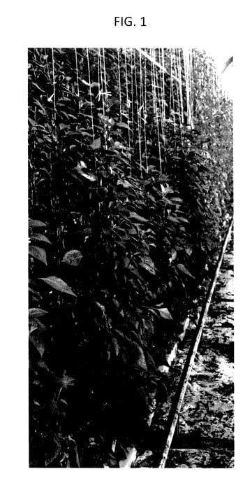 Figure 1 of US plant patent PP27525, the photograph of BOEKTASPEP2 printed in the patent.