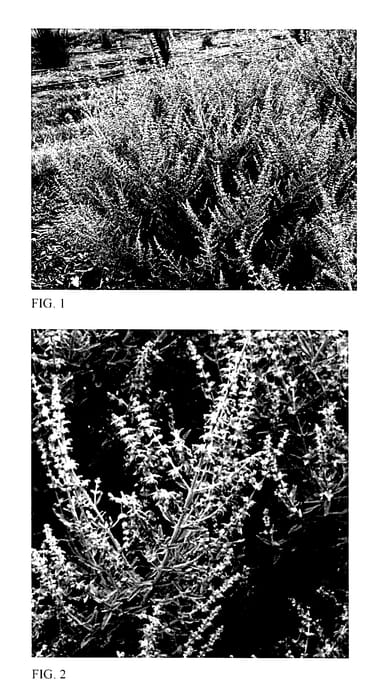 Figure 1 of US plant patent PP27526, the photograph of Rocketman printed in the patent.