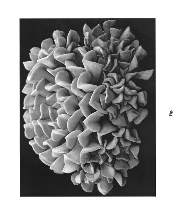 Figure 1 of US plant patent PP27527, the photograph of Cubic Frost printed in the patent.