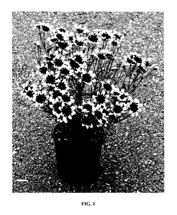 Figure 1 of US plant patent PP27528, the photograph of Red Chiffon printed in the patent.