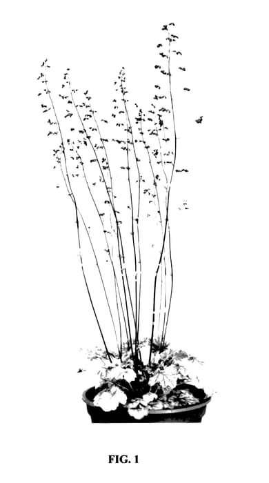 Figure 1 of US plant patent PP27529, the photograph of Van Gogh printed in the patent.