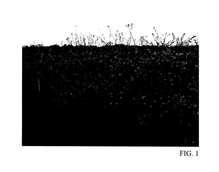 Figure 1 of US plant patent PP27531, the photograph of TH-917 printed in the patent.