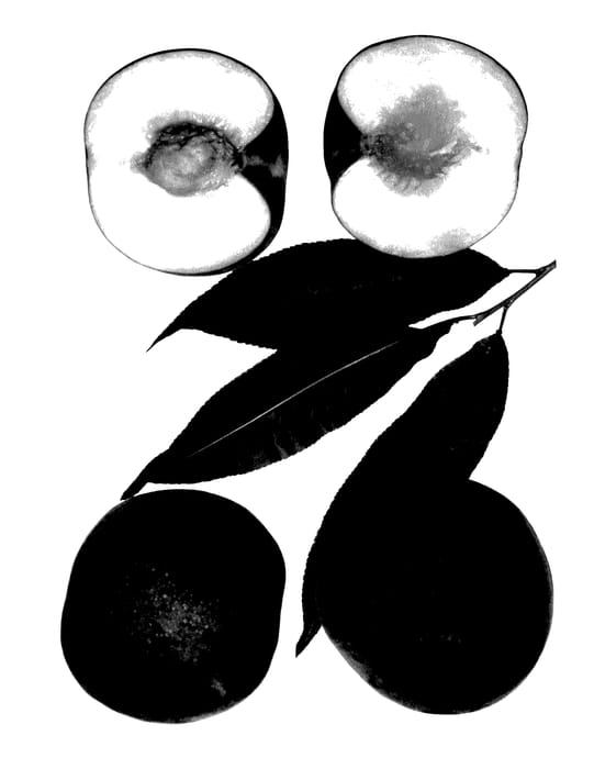 Figure 1 of US plant patent PP27532, the photograph of Snow Baby printed in the patent.