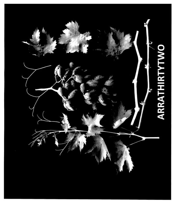 Figure 1 of US plant patent PP27533, the photograph of ARRATHIRTYTWO printed in the patent.