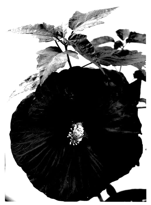 Figure 1 of US plant patent PP27535, the photograph of Moulin Rouge printed in the patent.