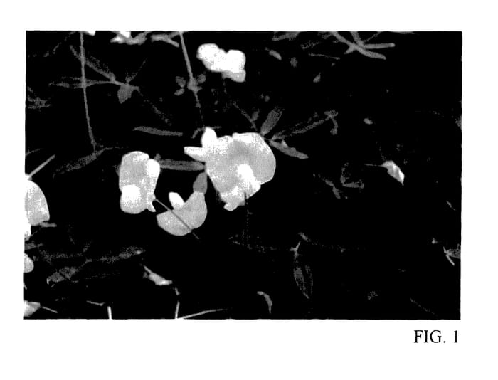 Figure 1 of US plant patent PP27536, the photograph of PP-1 printed in the patent.