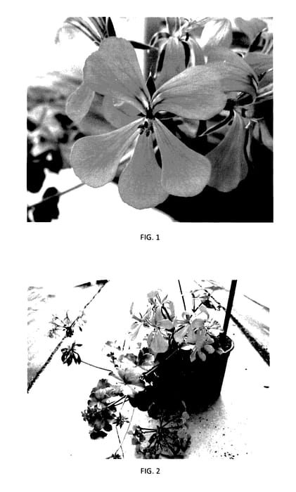 Figure 1 of US plant patent PP27537, the photograph of PEPZ0005 printed in the patent.