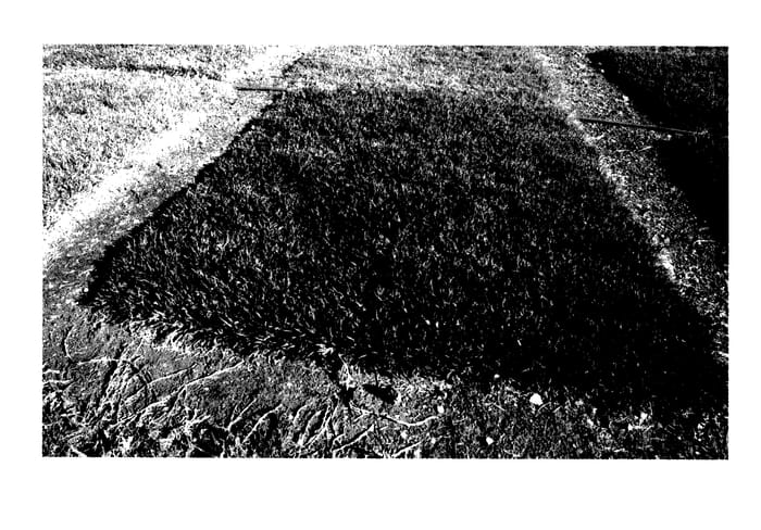 Figure 1 of US plant patent PP27538, the photograph of PAL42 printed in the patent.