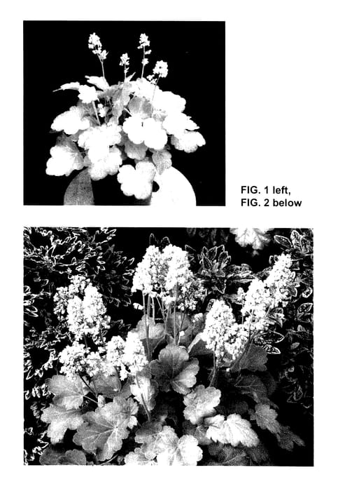 Figure 1 of US plant patent PP27539, the photograph of Blondie in Lime printed in the patent.