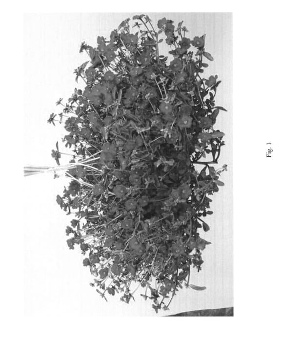 Figure 1 of US plant patent PP27540, the photograph of DPAZFCHSIA printed in the patent.