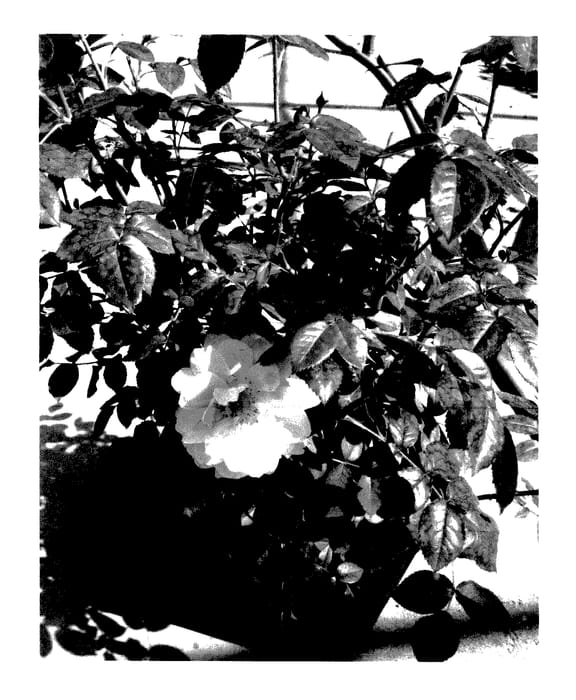 Figure 1 of US plant patent PP27541, the photograph of Horcogjil printed in the patent.