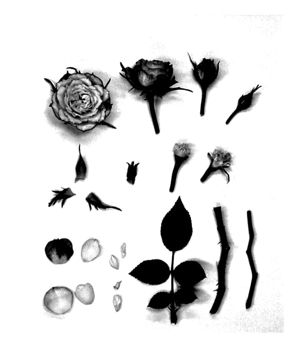 Figure 1 of US plant patent PP27542, the photograph of KORpot048 printed in the patent.