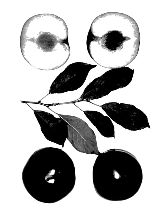 Figure 1 of US plant patent PP27543, the photograph of Autumn Magic printed in the patent.