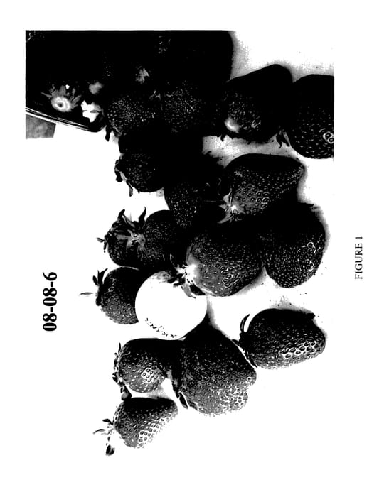 Figure 1 of US plant patent PP27544, the photograph of NJ08-08-6 printed in the patent.