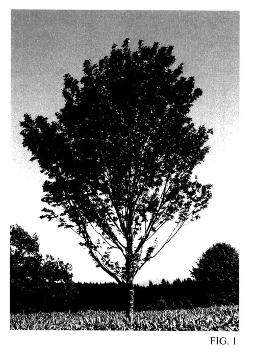 Figure 1 of US plant patent PP27545, the photograph of JFS-KW187 printed in the patent.