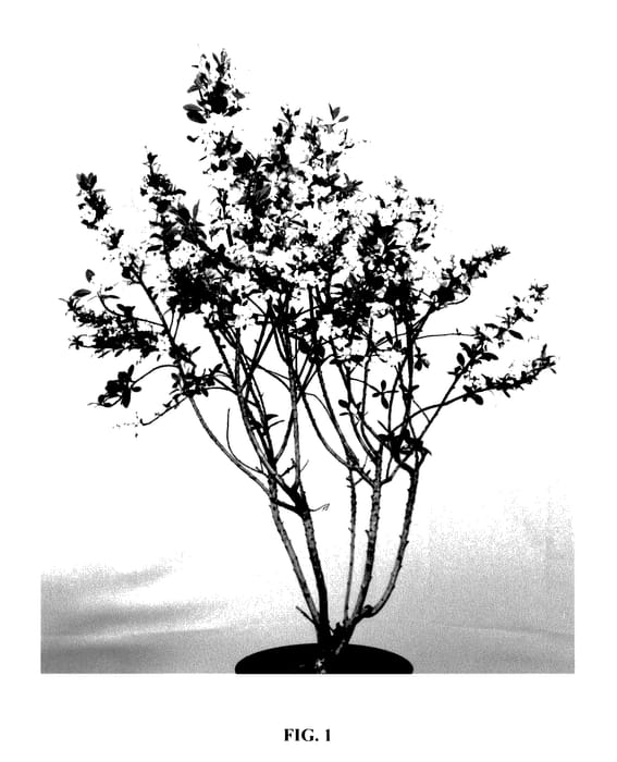 Figure 1 of US plant patent PP27546, the photograph of Kolmagisno printed in the patent.