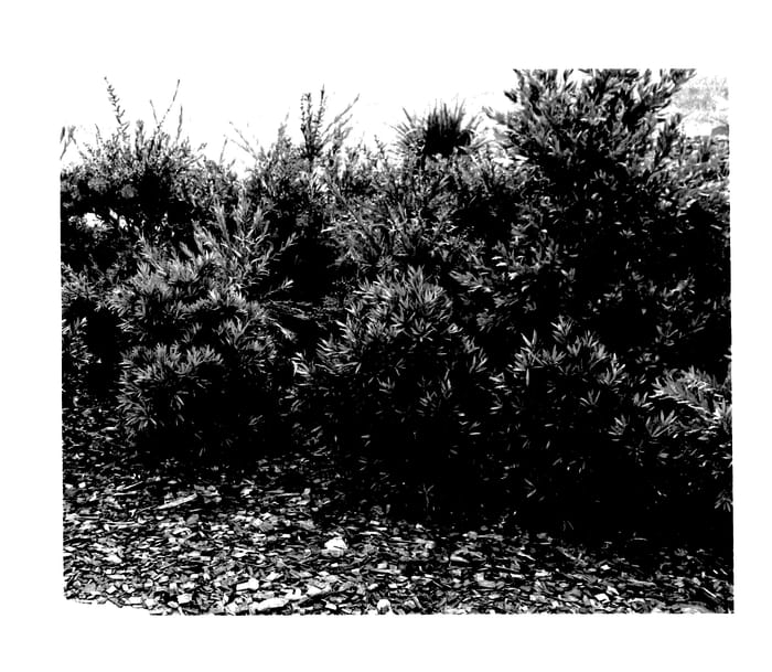 Figure 1 of US plant patent PP27547, the photograph of LJ23 printed in the patent.