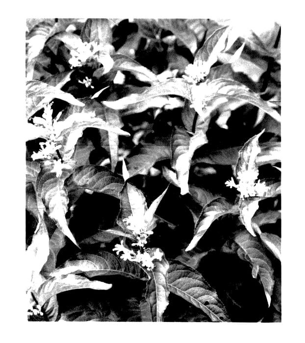 Figure 1 of US plant patent PP27548, the photograph of G2X88544 printed in the patent.