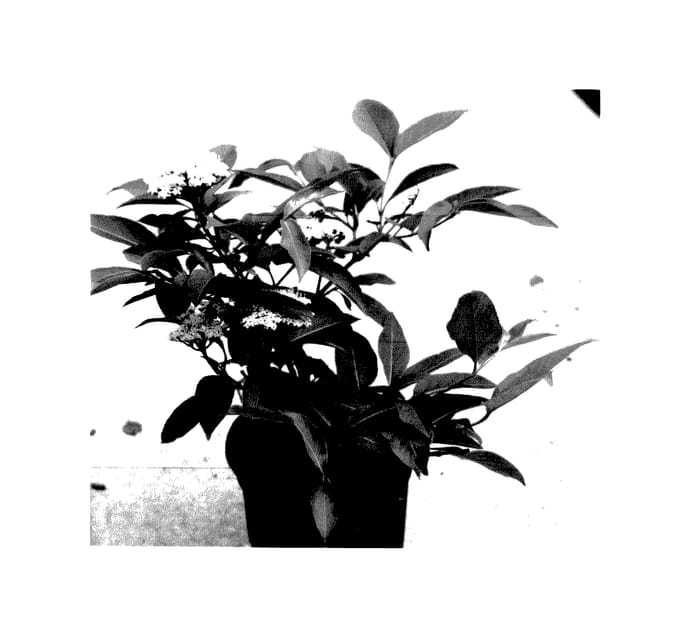 Figure 1 of US plant patent PP27549, the photograph of SMNVCDD printed in the patent.