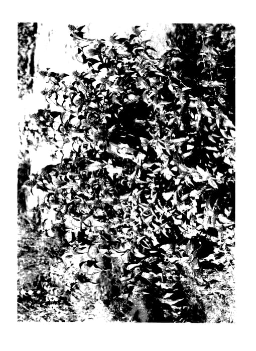 Figure 1 of US plant patent PP27550, the photograph of SMNDRSF printed in the patent.